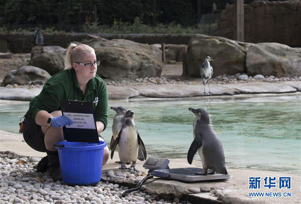 倫敦動物園“人口普查” 動物萌態十足（組圖）