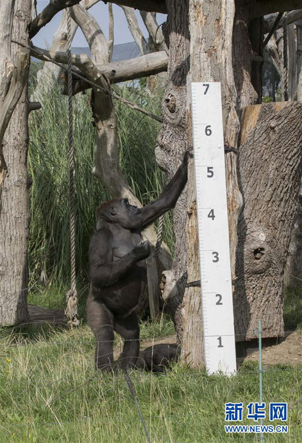 倫敦動物園“人口普查” 動物萌態十足（組圖）