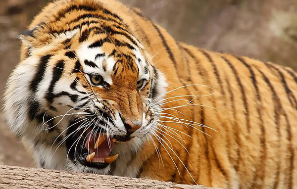 寵物不想養了怎么辦？瑞士人民的做法是送到動物園喂老虎!