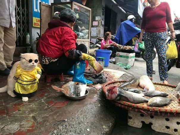 來會會越南最萌的魚販子（組圖）