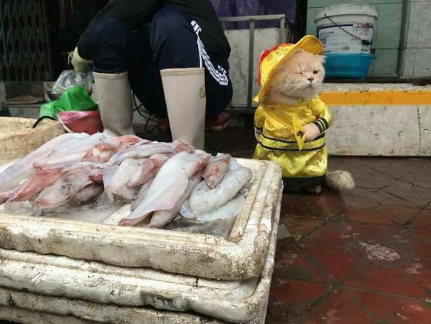 來會會越南最萌的魚販子（組圖）