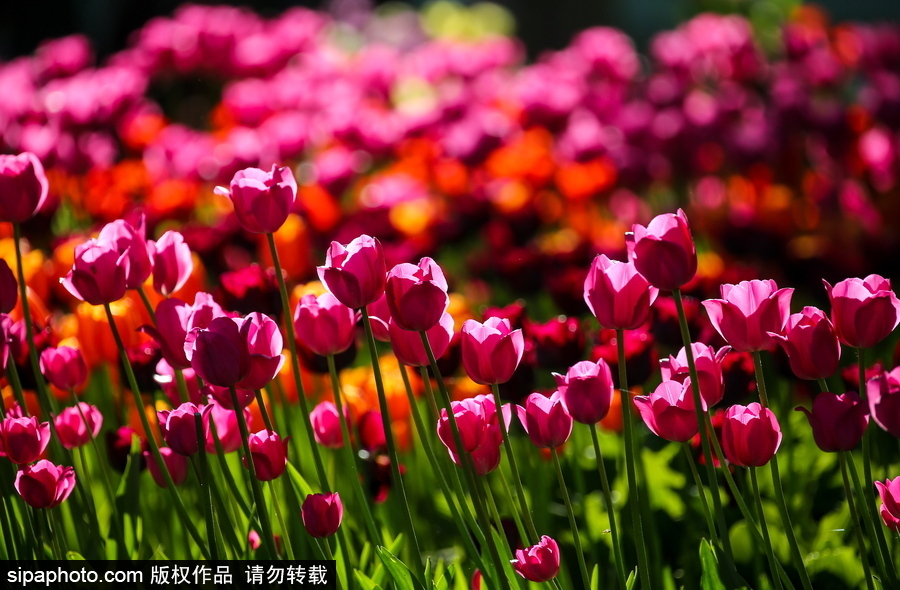 郁金香花節在俄羅斯圣彼得堡舉行 五顏六色花海迎客（組圖）
