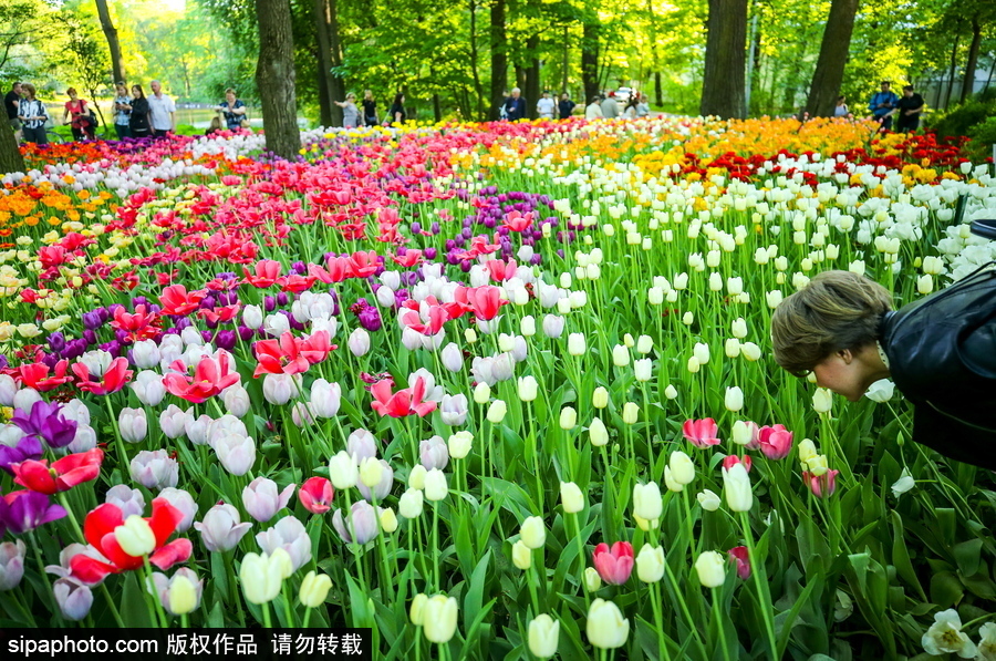郁金香花節在俄羅斯圣彼得堡舉行 五顏六色花海迎客（組圖）