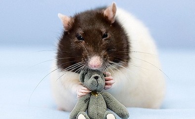 Bug the rat hot on Internet <BR>老鼠靚照轟動(dòng)網(wǎng)絡(luò)(圖)