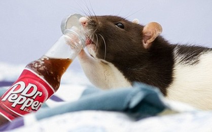 Bug the rat hot on Internet <BR>老鼠靚照轟動(dòng)網(wǎng)絡(luò)(圖)