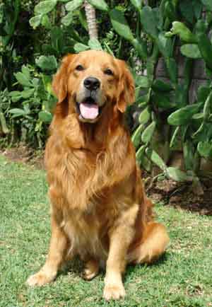 拉布拉多犬連續(xù)第19年當選美國最受歡迎犬種