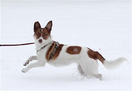 為什么狗狗光腳踏雪不覺冷？
