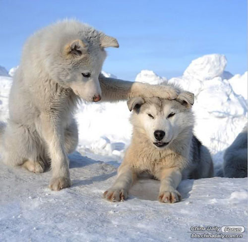雪中的可愛小動物
