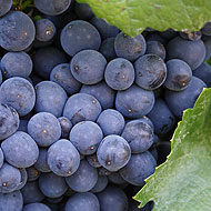 Drink the best wine this Christmas