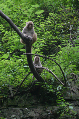 Three Gorges Tribe