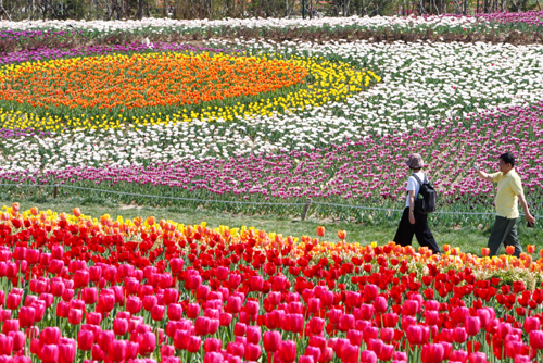 Shunyi's international flower base leads China's flower industry