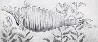 滅絕動物盤點(diǎn) 斑驢:半身斑馬半身馬(組圖)