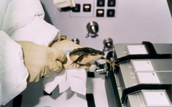 盤(pán)點(diǎn)進(jìn)入太空的動(dòng)物宇航員：部分英勇殉職(圖)