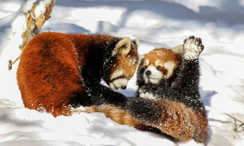 逗趣！美動物園小熊貓雪中嬉鬧打滾(組圖)