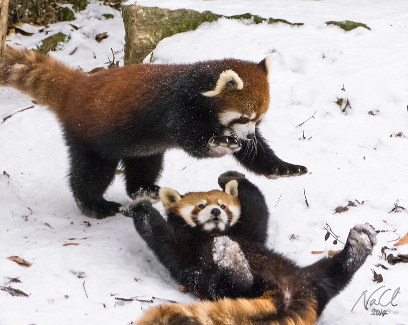 逗趣！美動(dòng)物園小熊貓雪中嬉鬧打滾(組圖)