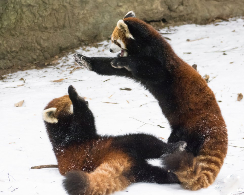 逗趣！美動(dòng)物園小熊貓雪中嬉鬧打滾(組圖)