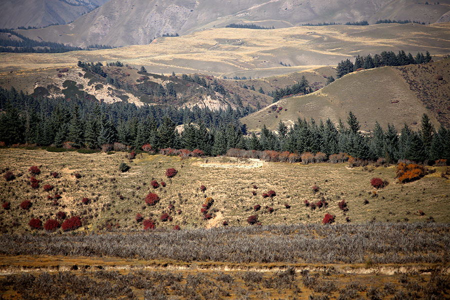 Autumn beauty at the foot of Qilian Mountains