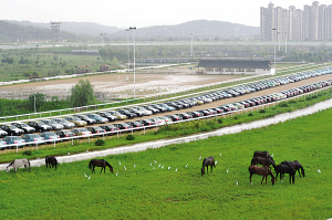南京國際賽馬場成了停車場 每年虧損近千萬