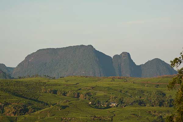 The women of the hills who serve you tea
