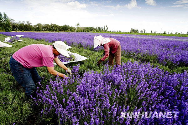 伊犁河谷萬畝薰衣草開鐮收割[組圖]