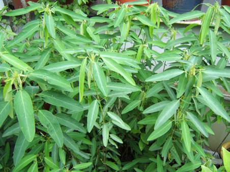 走進(jìn)版納奇花異木園